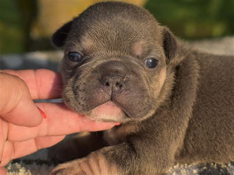 Browse thru our id verified puppy for sale listings to find your perfect puppy in your area. Gia & Santana Litter - Lilac/Tan Male - French Bulldog Babies