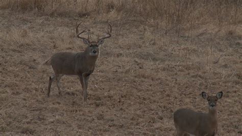 15 Yard Files Aggressive Deer Calling Pulls 190 Inch Buck Into Bow