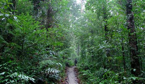 Sinharaja Rain Forest In Sri Lanka
