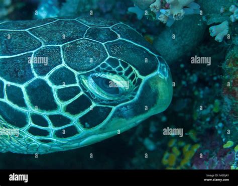 Side Portrait Of A Green Sea Turtle Chelonia Mydas Resting On Coral