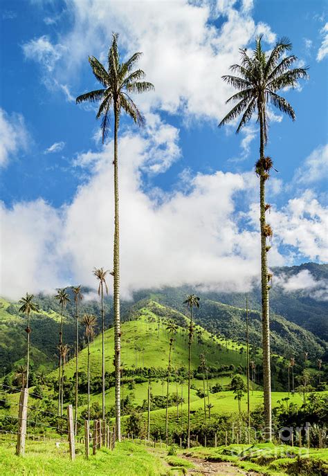 Wax Palms In Cocora Valley Salento Colombia Photograph By Karol Kozlowski Pixels