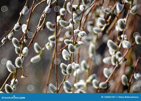 Beautiful Blossoming Buds Of Pussy Willows In The Beginning Of Spring The First Signs Of The