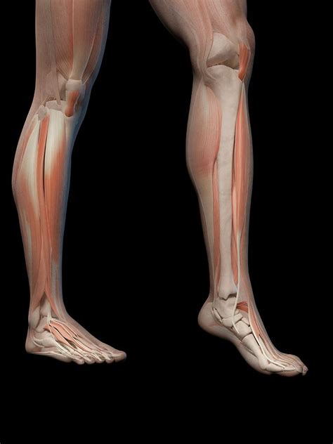 Human Leg And Foot Anatomy Photograph By Sebastian Kaulitzki Pixels