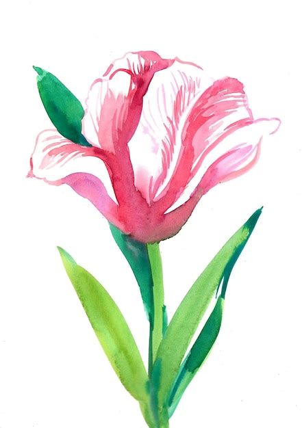 Premium Photo Pink Tulip Flower Watercolor Painting