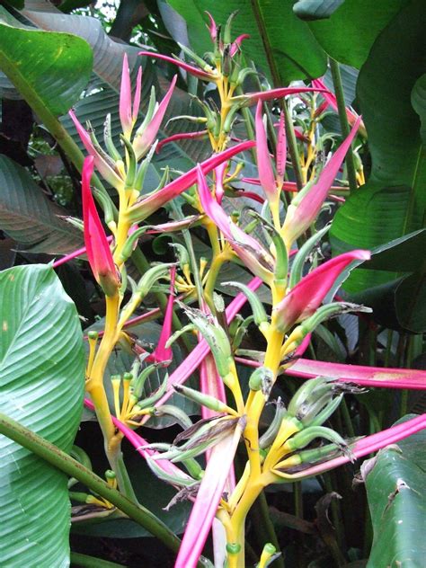 el arish tropical exotics lush tropical plants for australia information on tropical gardening