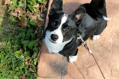 Welsh Corgi Boston Terrier Mix Aww