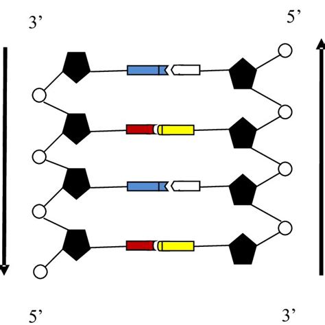 Nucle Tidos Que Componen La Mol Cula De Arn A Grupo Fosfato B Download Scientific Diagram