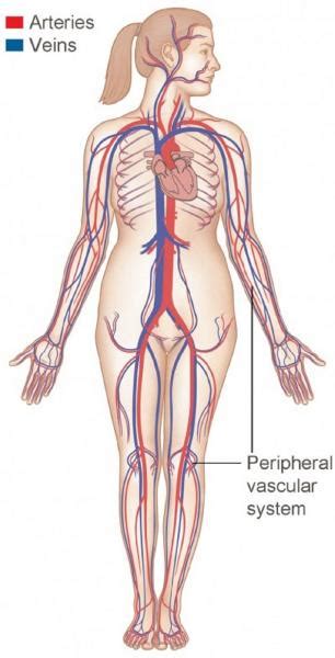 Blood vessels are an integral component of the circulatory system. Women's blood vessels may age faster than men's - Vascular ...