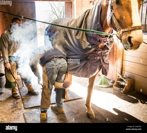 Farrier Shoeing A Horse Stock Photo Alamy