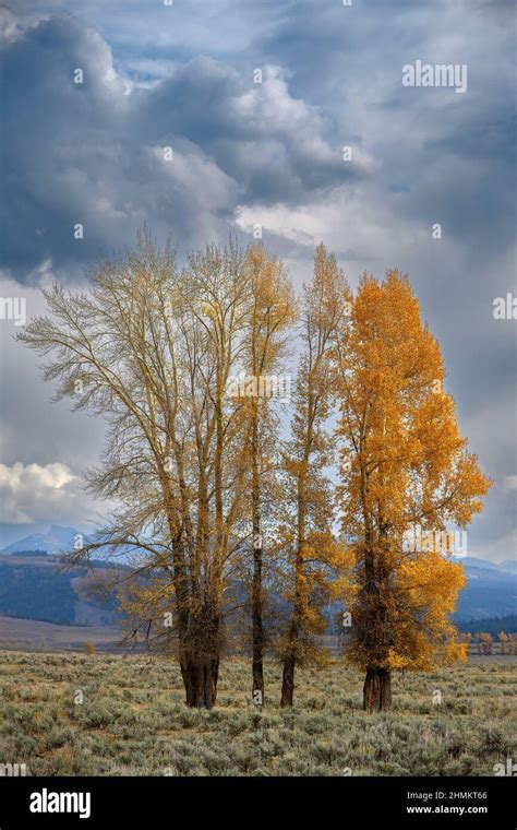 Cottonwood Trees With Fall Color In Lamar Valley Yellowstone National