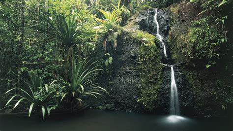 Colo I Suva Forest Park Fiji Attractions Lonely Planet