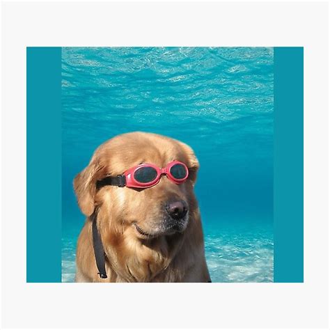 Swimming Goggles Dog Photographic Prints Redbubble