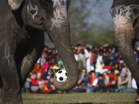 Elephants Have A Ball Playing Soccer