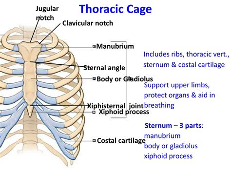 Ppt Thoracic Cage Powerpoint Presentation Free Download Id9551337