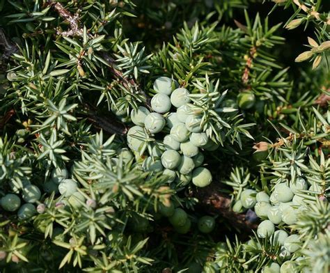 Junipers Are Excellent Evergreens For Dry Sunny Locations Juniper