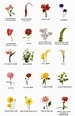Imágenes de nombres de flores | Imágenes