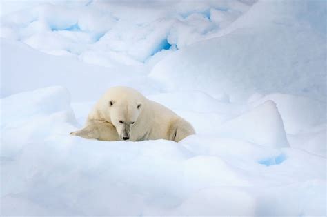 Its A Polar Bear Photo By David Menaker National Geographic Your Shot