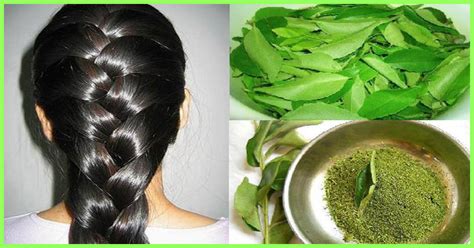 There are many new hairstyles trending at any point in time. How To Use Curry Leaves For Hair Growth