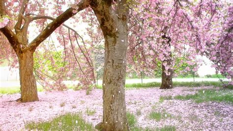 🥇 Nature Cherry Blossoms Sakura Falling Wallpaper 16986