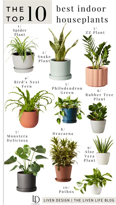 The Top 10 Indoor Plants For The Home LIVEN DESIGN