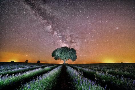 Lavender Field At Night Brihuega Photograph By David Santiago Garcia