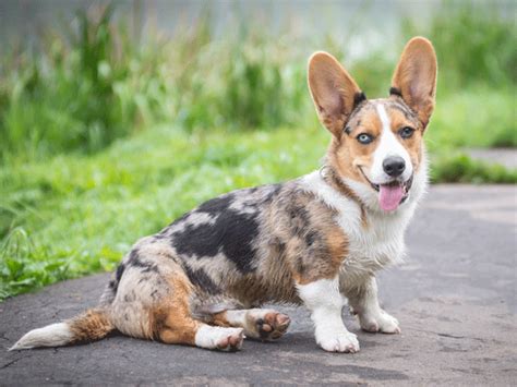 Merle in dogs & puppies for sale. merle-corgi.gif (600×450) | Smartest dog breeds, Dog ...