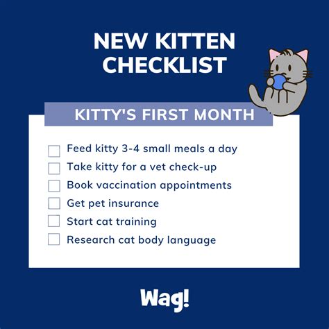 New Kitten Checklist What To Do And Buy In Kittys First Month