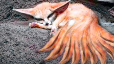 15 Foxes You Wont Believe Actually Exist Youtube