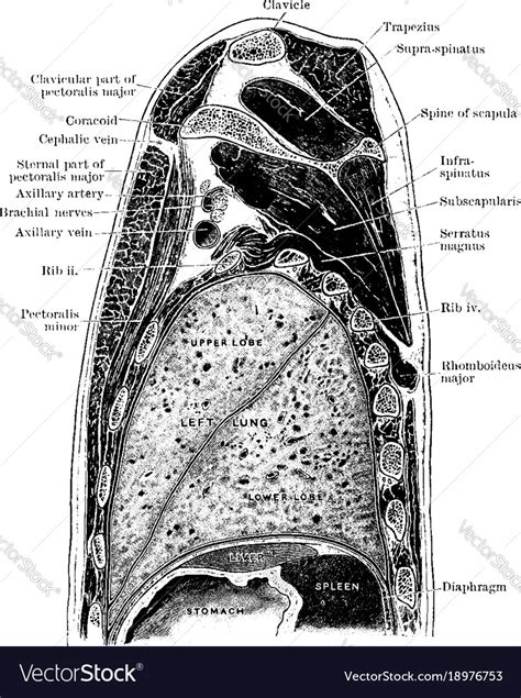 Sagittal Section Through Shoulder And Lung Vintage