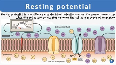 Resting Potential Definition And Examples Biology Online Dictionary