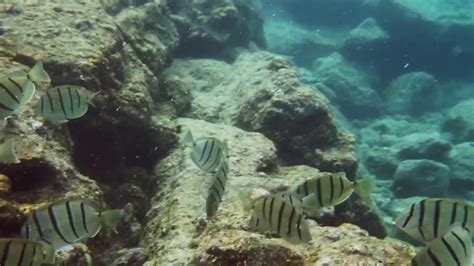 Hawaii Coral Reef Fish Youtube