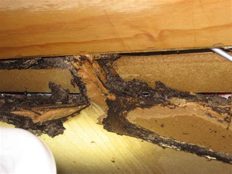 Termite Barriers Prevent Termites Causing Damage To Homes Maccotter