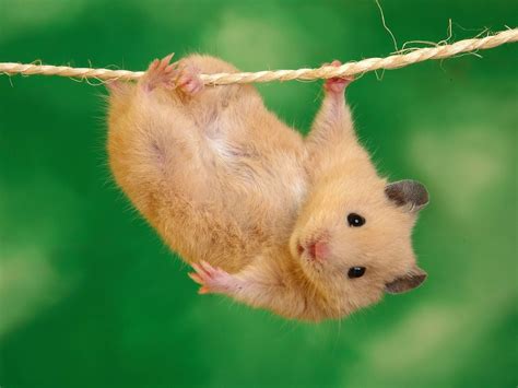 Funny Animals Funny Hamster Picturesimages