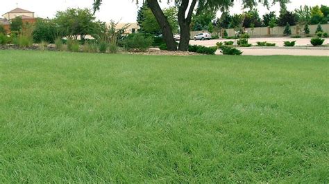 5 Great Grasses For Your Lawn Part 4