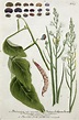 a. Phalangium non ramosum, Phalange, ErdspinnenKraut. b. Phalangium ...