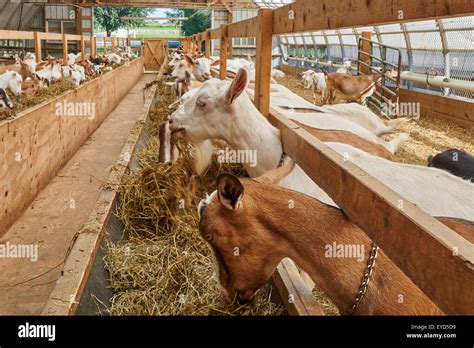 Goats At Misty Creek Dairy In Lancaster County Pennsylvania Usa Stock