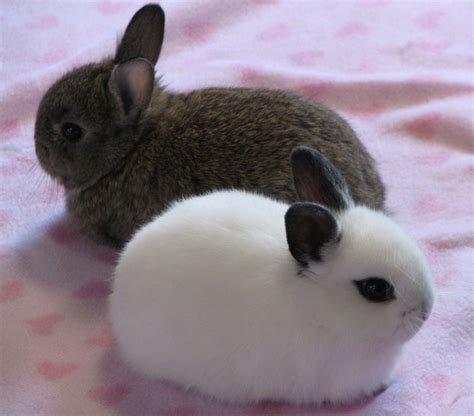 Забавные и симпатичные кролики Cute Animals Pet Rabbit Breeds