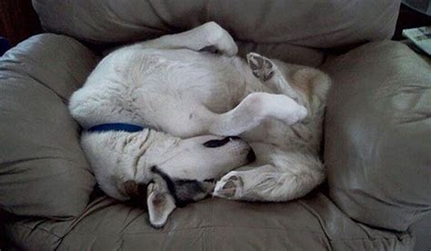 Here Are 15 Dogs Sleeping In Unusual Places Or Positions