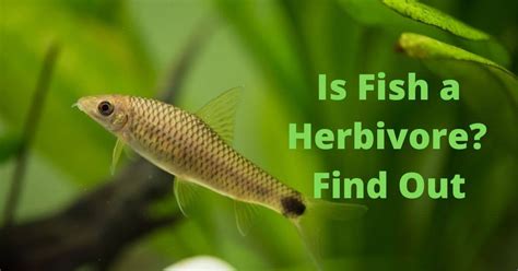 Is Fish A Herbivore Do Fishes Only Eat Greens Lets Find Out Fishaire