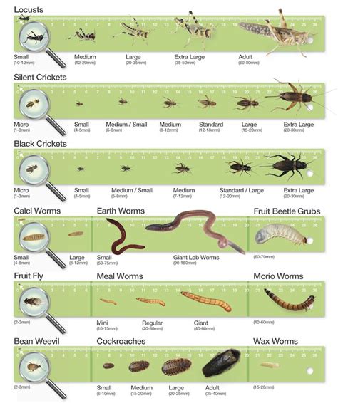 Feeding Bearded Dragon Food Chart