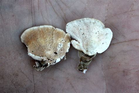 turkey tail mushroom identification and uses
