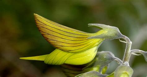 Plant That Looks Like A Bird Plant Ideas