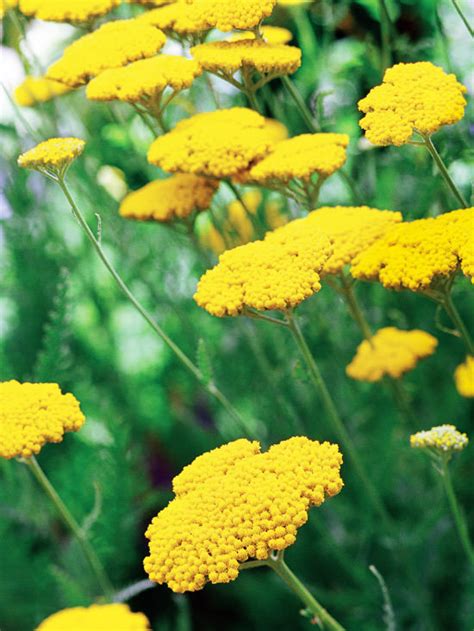 Annual flowers full sun zone 8. TOP 10 EASY PERENNIALS FOR WATER WISE GARDENERS | Page 2 ...