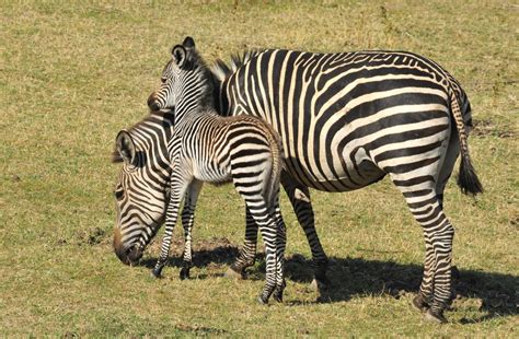 Female Zebra With Its Foal Marie France Grenouillet Wildlife