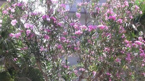 La sua bellezza era tale che cronos, padre di zeus, si innamorò di lei. Tree with Pink Flowers 003 (albero con fiori rosa) - YouTube