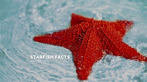 12 Interesting Facts About Starfish You May Not Know