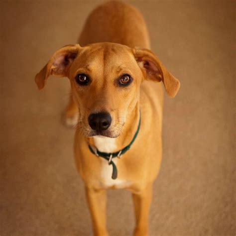 Beautiful little vizsla puppies brought to you by okos and tucker. Vizsla / beagle crossbreed | Dog breed photos, Labrador ...