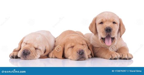Labrador Retriever Dogs Sleeping And Panting Happy Stock Image Image