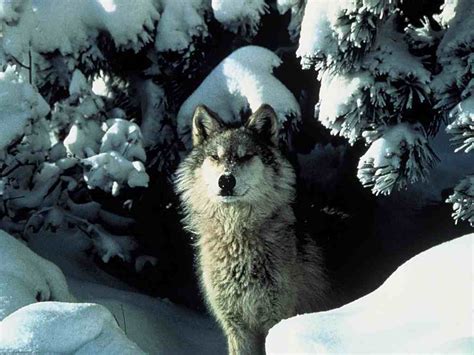 Wolf In The Winter Wolves Wallpaper 5850177 Fanpop