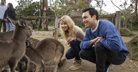 Melbourne Zoo Kangaroo Close Up Encounter Klook Australia